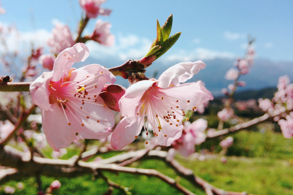 あかつき桃ができるまで 十文字ガルテン